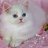 donya